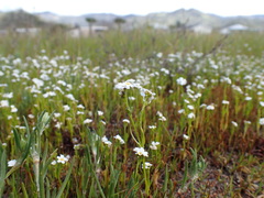 Plagiobothrys strictus