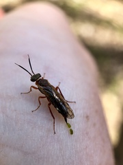 Macroxyela