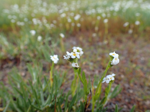 Image of Plagiobothrys strictus by no rights reserved
