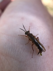 Macroxyela