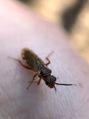 Macroxyela