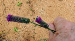 Dalea emarginata