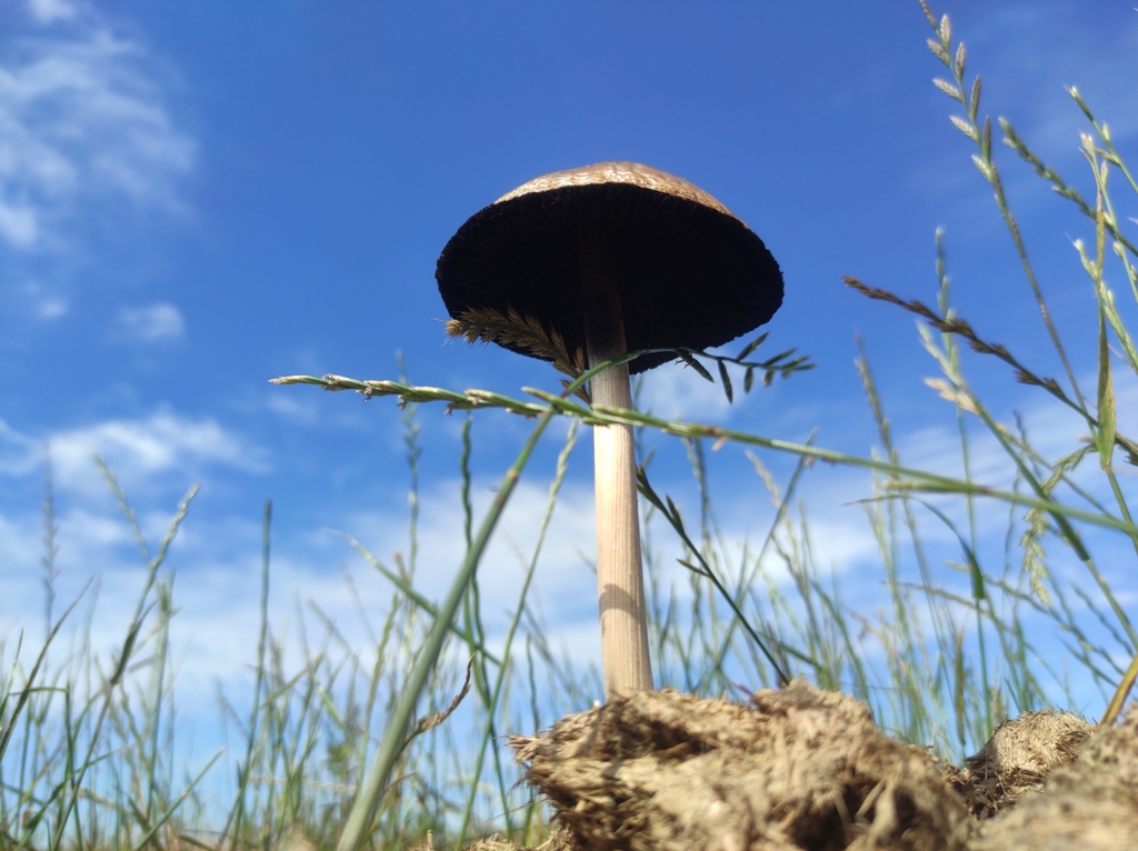 Panaeolus antillarum · November 2023 · photo: © michelpick (iNaturalist, cc-by)