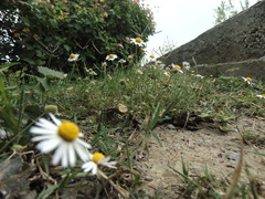 Dichaetophora campestris