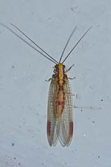Italochrysa