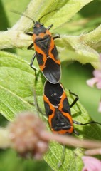 Lygaeus kalmii angustomarginatus