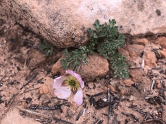 Ranunculus andersonii