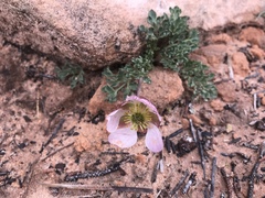 Ranunculus andersonii