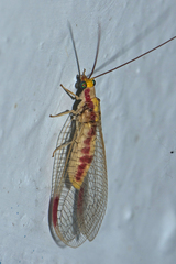 Italochrysa