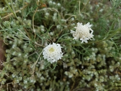 Chaenactis fremontii