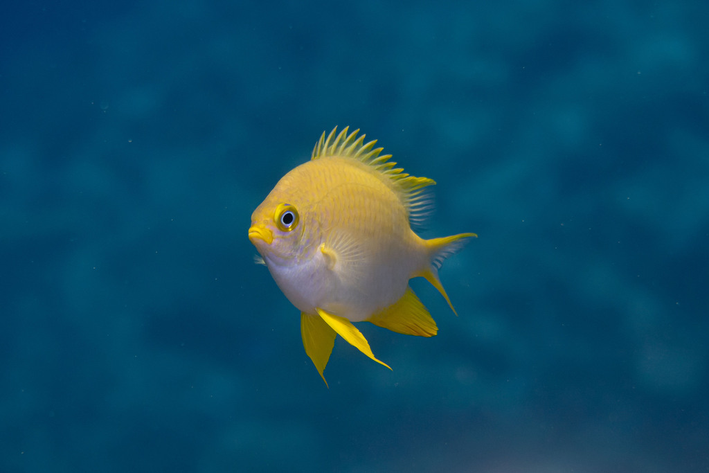 Damselfish (Amblyglyphidodon aureus) — Pomacentridae