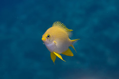 Golden Damselfish