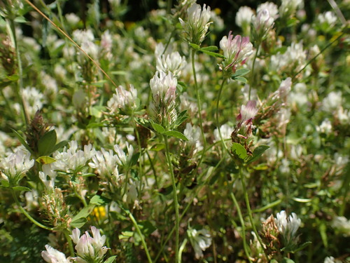Dalmatian Clover (Trifolium dalmaticum)