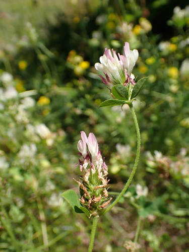 Image of Trifolium dalmaticum by (c) Milan Chytrý, some rights reserved (CC BY)