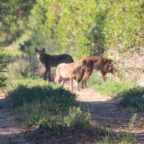 iNaturalist observation photo of Coyote