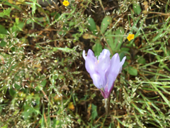 Dipterostemon capitatus capitatus