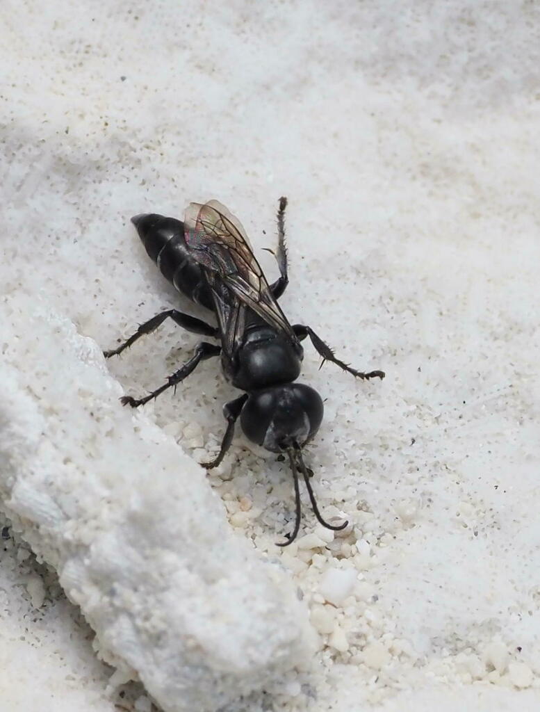 Tachysphex fanuiensis
