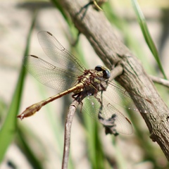 Phanogomphus minutus