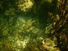 Lactophrys bicaudalis