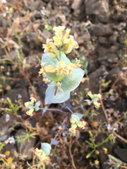 Streptanthus diversifolius