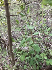Lonicera albiflora