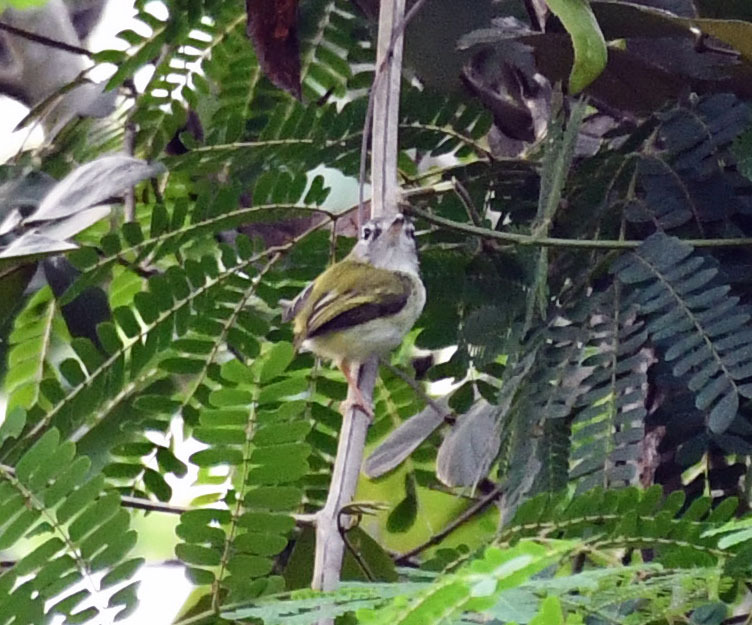 Short-tailed Pygmy Tyrant (Myiornis ecaudatus), photo 8
