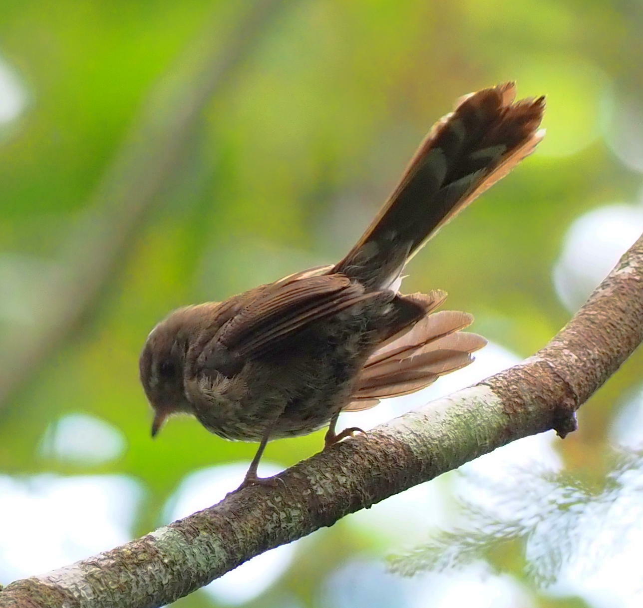 Fiji Streaked Fantail (Rhipidura layardi), photo 2