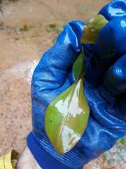 Potamogeton suboblongus