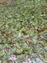 Potamogeton suboblongus