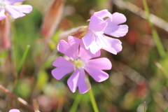 Silene littorea