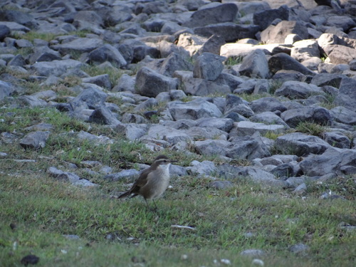 Cinclodes oustaleti