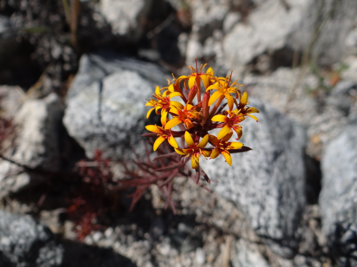 Schoepfiaceae