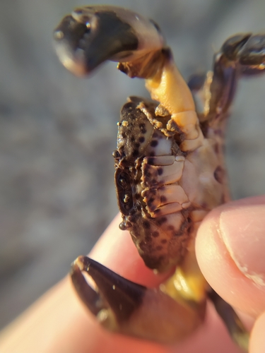 jaguar round crab, Nakhimovs'kyi, UA-SC, UA, photo 5 of 10