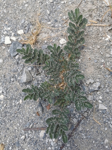 Hairy Caltrop (Kallstroemia hirsutissima)