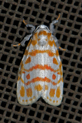 Nephelomilta effracta