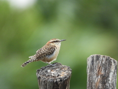 Sclater's Wren photo 4