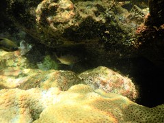 Neoniphon vexillarium