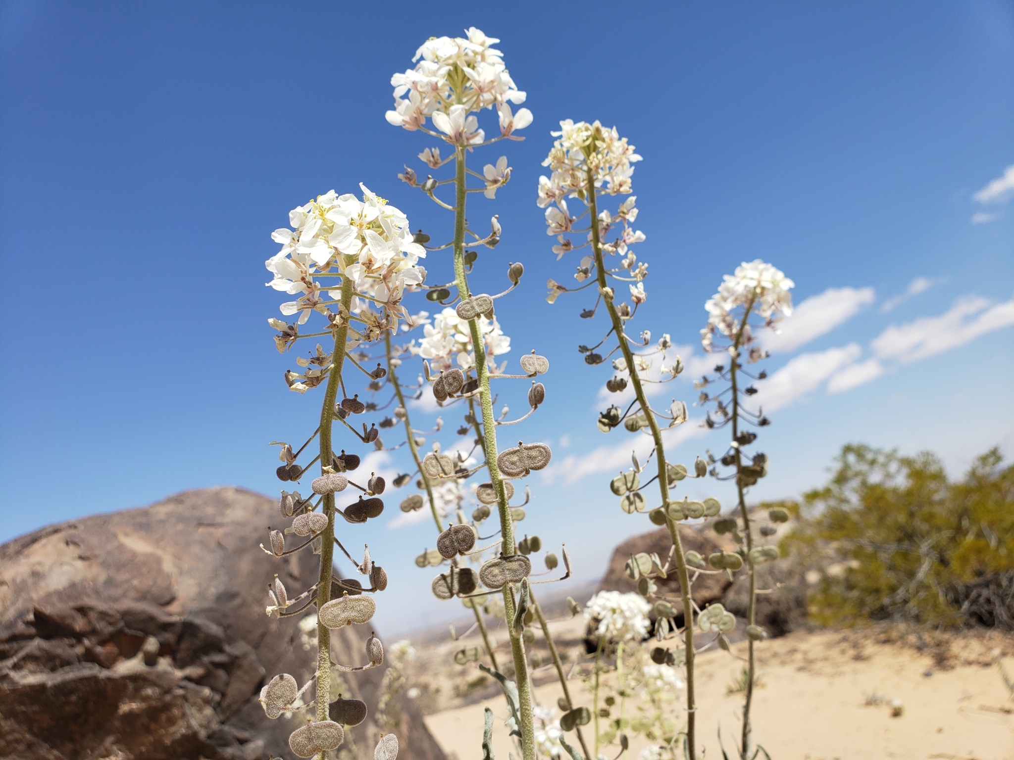 Dimorphocarpa wislizeni