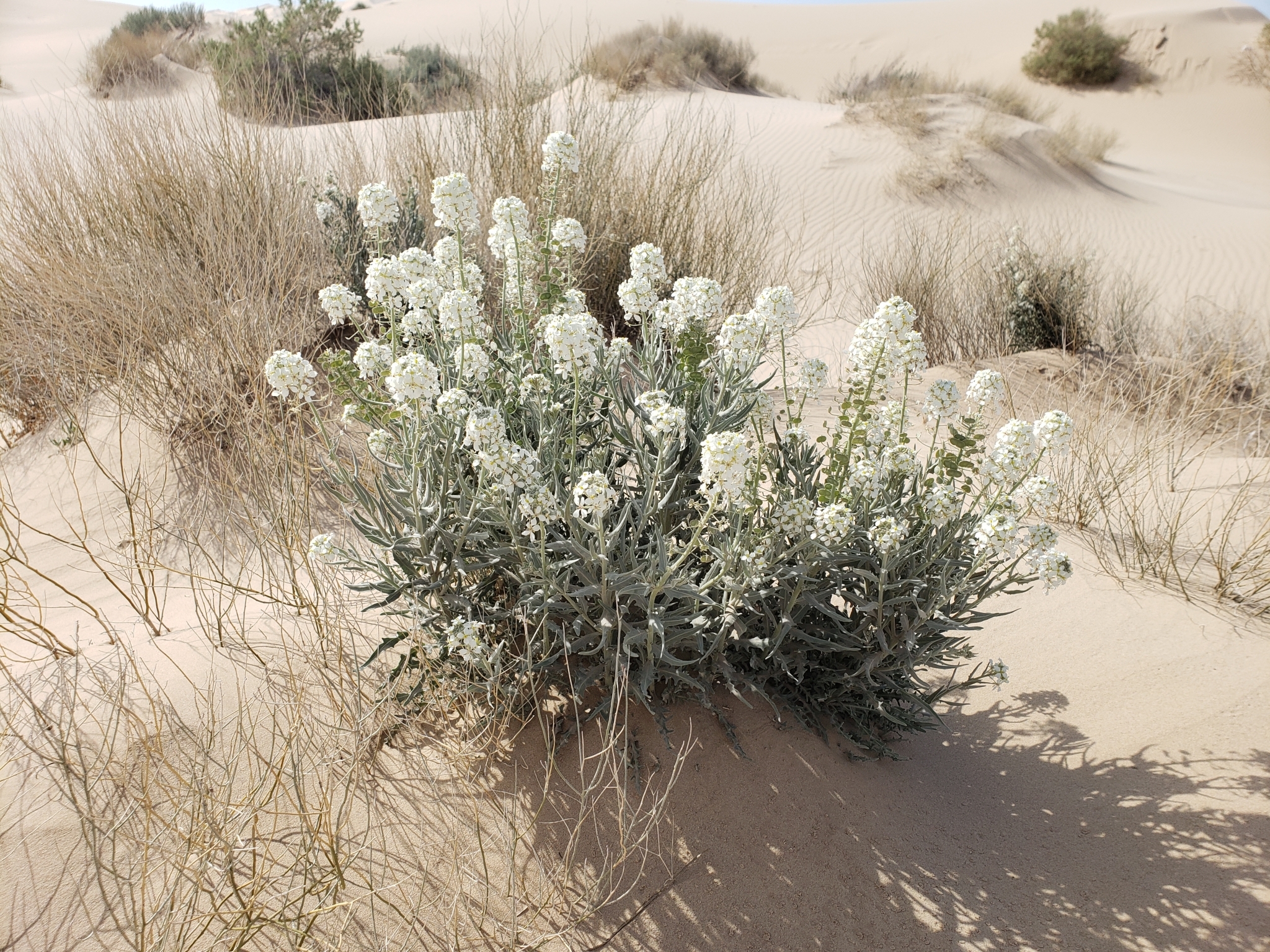 Dimorphocarpa