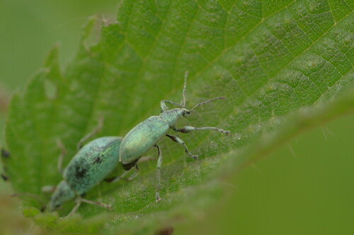 Nettle weevil, Ankeveen, Nederland, photo 10 of 10