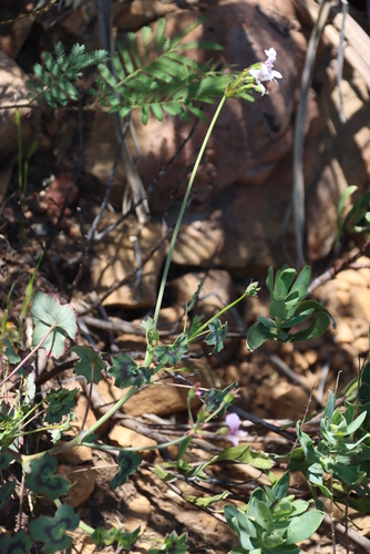 Image of Pelargonium tabulare by (c) Tony Rebelo, some rights reserved (CC BY-SA)