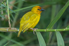 Ruvu Weaver photo 1