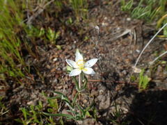 Spergularia macrotheca longistyla