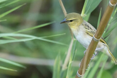 Ruvu Weaver photo 3