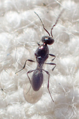 Platygastridae