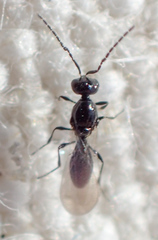 Platygastridae