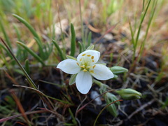 Spergularia macrotheca longistyla