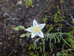 Spergularia macrotheca longistyla