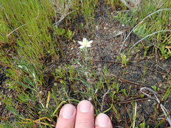 Spergularia macrotheca longistyla