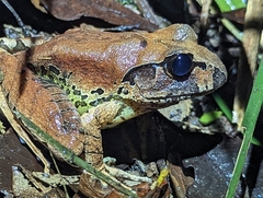 Fleay's Barred-Frog photo 3